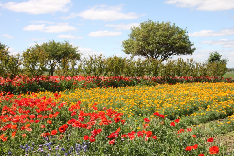 16970261628_a8a930139a_o